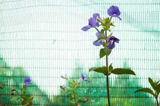 Blue flowers bunch on green sunshade background