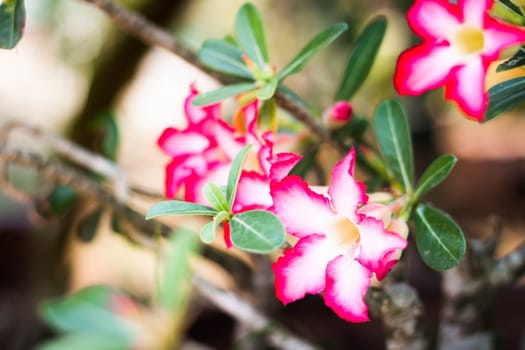 Pink beautiful blooming azalea flowers