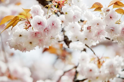 Moat and cherry blossoms of Kyoto, Japan for adv or others purpose use