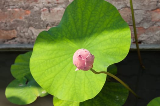 Fresh lotus bud closeup