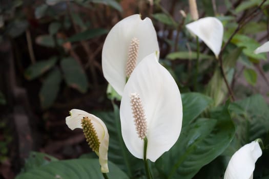 Beautiful white spathiphyllum flower(Peace Lily) in garden
