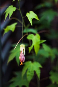 Fascinating single fuchsia flower close up