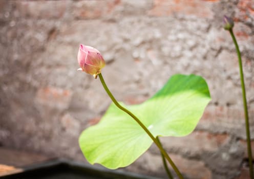 Fresh lotus bud