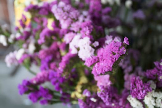 Focus fresh purple statice flowers