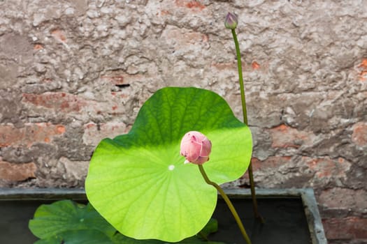 Fresh lotus bud with sun light