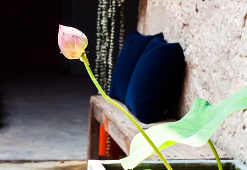 Fresh lotus bud in home garden
