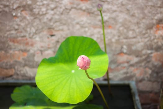 Fresh lotus bud with vintage brick wall background