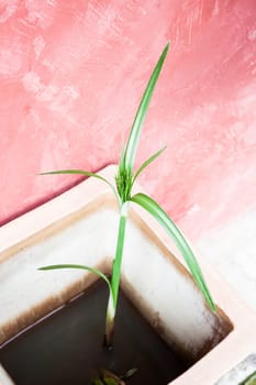 Decoration home sedge plant in flowerpot