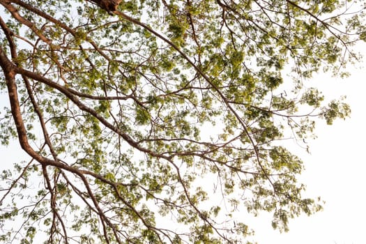 Looking up at the tree on white sky background
