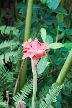 Red Etlingera Elatior (Jack) R.M. Smith flower in home garden