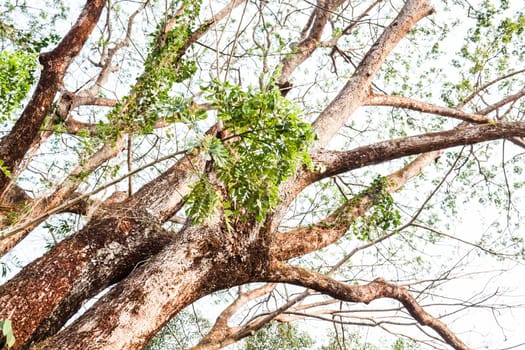 Lush big green tree with bending and curving branches in tropical rain forest