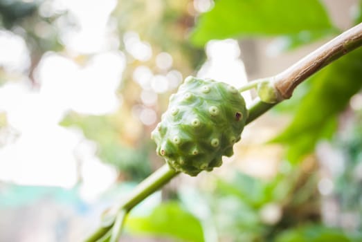 Single noni fruit hang on the tree