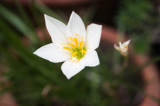 White wild flower blossom with green background