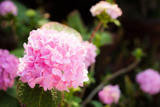 Pink bright hydrangea flowers blooming