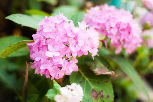 Pink beautiful hydrangea flowers blooming