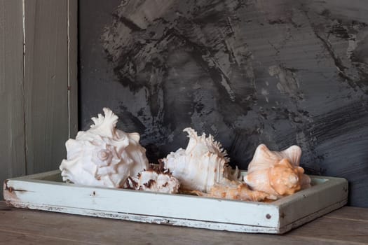 Sea shells on wooden tray top table against black grunge wall