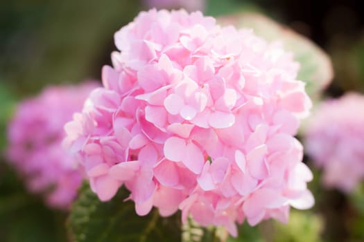 Beautful pink hydrangea flowers blooming