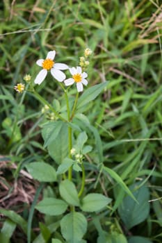 Summer wildflowers on meadow in green grass