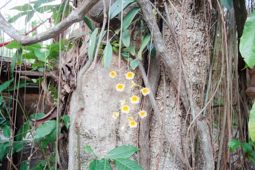Beauty yellow wild orchid in nature