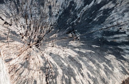Texture of tree stump is located outdoors