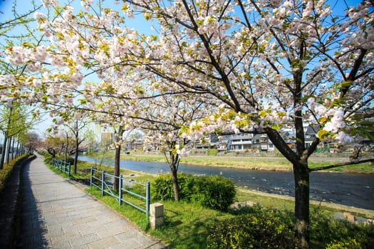 Sakura seaskon in Japan for adv or others purpose use