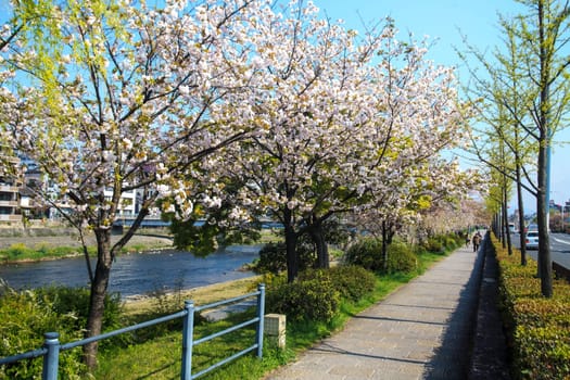 Sakura seaskon in Japan for adv or others purpose use