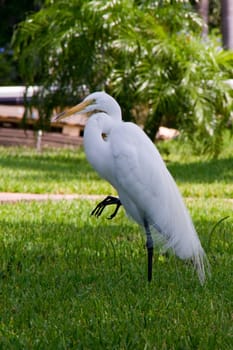 jewelry heron,heron,bird,white,yellow,feet,plumage,color,birds,feather dress,beak,pointed,genus,species,long,legs,stilt legs,beak-base,wetlands,Florida,Everglades,Sanibel,jewelry feathers,beach,shore,coast,sea,sandstran