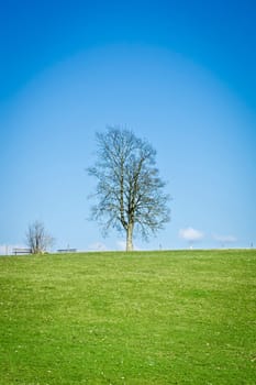 An image of a nice lonely tree under the blue sky