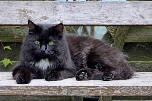 The black cat on the bench