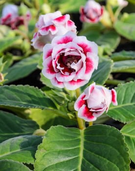 Red Gloxinia flower