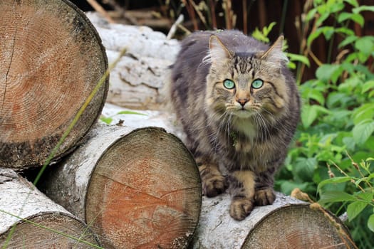On the tree trunks