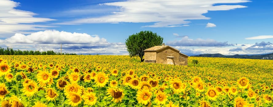 Beautiful landscape with sunflower field over cloudy blue sky and bright sun lights