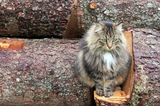 On the tree trunks