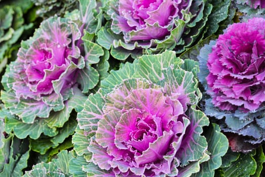 Purple ornamental cabbage