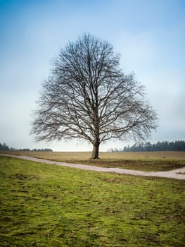 An image of a nice leafless tree