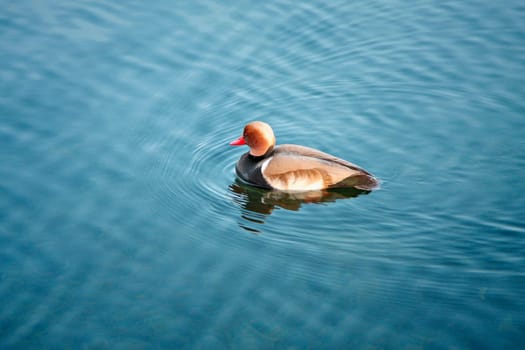 An image of a nice duck in the water