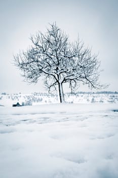 An image of a tree in a winter landscape