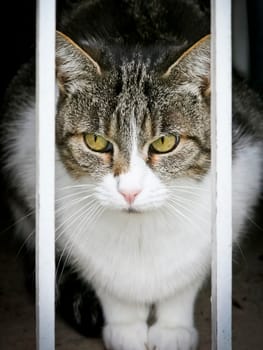 An image of a cat looking out of the window
