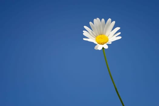 An image of a beautiful marguerite background