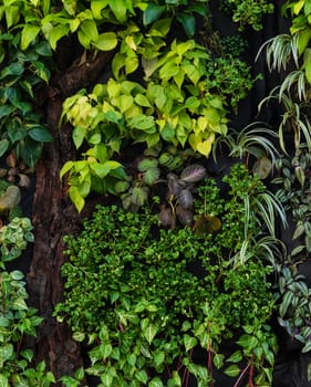 Vertical garden wall