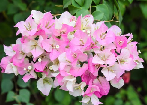 Bougainvillea or paper flower