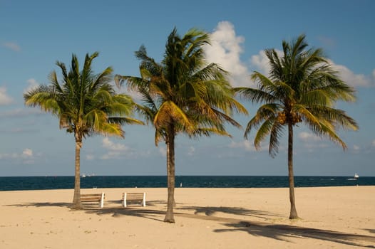 beach,palm trees,island,plants,grow,beach,Florida,USA,America,sandy beach,Fort Lauderdale,Miami,wind,blow,sky,blue,summer,tropical,hot,typical