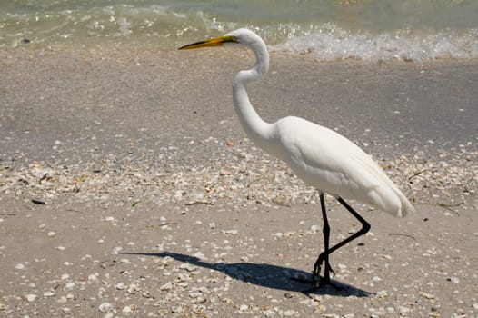 jewelry heron,heron,bird,white,yellow,feet,plumage,color,birds,feather dress,beak,pointed,genus,species,long,legs,stilt legs,beak-base,wetlands,Florida,Everglades,Sanibel,jewelry feathers,beach,shore,coast,sea,sandstran
