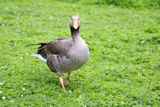 An image of a grey goose in the green grass