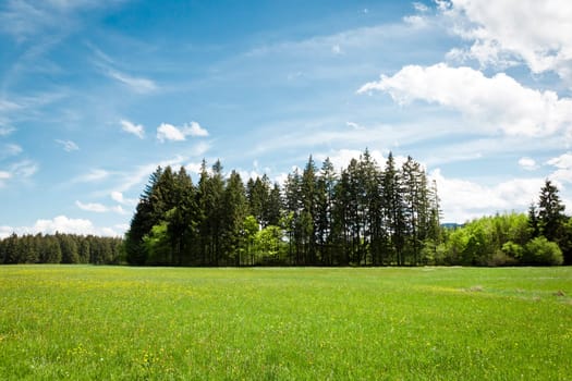 An image of a nice forest in the Bavaria Germany