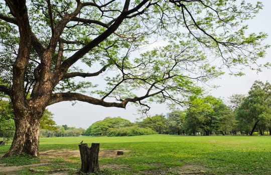 Panorama scenery of park