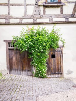 An image of some roses and the old wooden doors