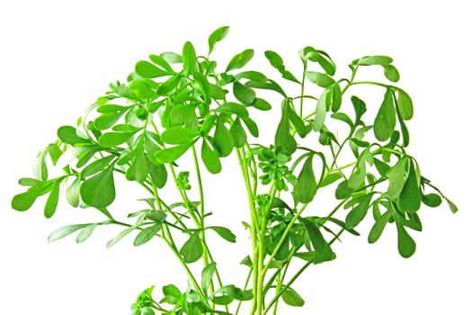 Wine-raw (Ruta graveolens) exempted against a white background