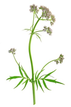 Valerian (Valeriana officinalis) flowering plant exposed against white background