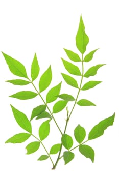 Leaves of Szechuan pepper (Zanthoxylum piperitum) exposed against a white background
